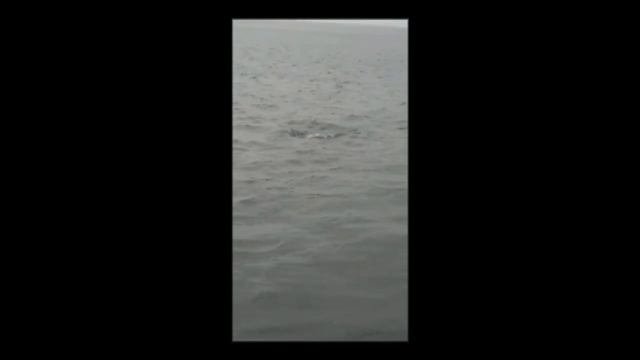Крупная щука на спининг. Плещеево озеро / Great Pike In Russia