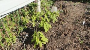 Киви (актинидия) из семян. Часть 2. Результаты зимовки. Второй год выращивания - о самом важном.