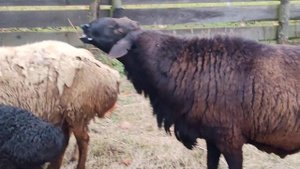 #баран#гисар#