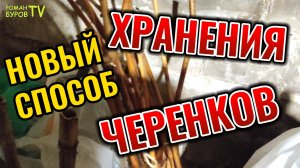 НОВЫЙ СПОСОБ ХРАНЕНИЯ ВИНОГРАДНЫХ ЧЕРЕНКОВ ЗИМОЙ / КАК СОХРАНИТЬ ВИНОГРАДНЫЕ ЧЕРЕНКИ ДО ВЕСНЫ