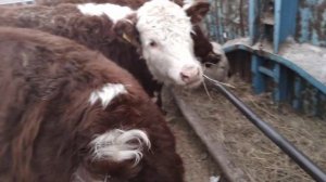 Поместные телята герефорды