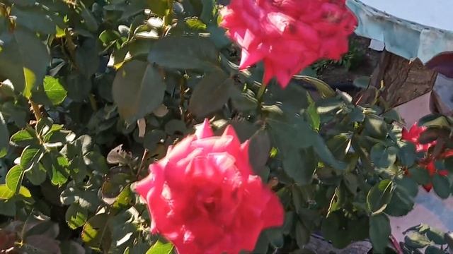 Кот без хвоста и его друзья! смотреть онлайн