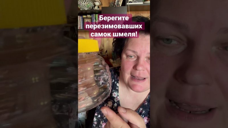 Берегите перезимовавших самок шмеля! Это - будущее! Шмели опыляют растения лучше всех!