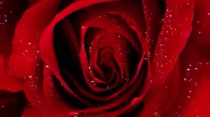 My Love is like a Red, Red Rose- Robert Burns