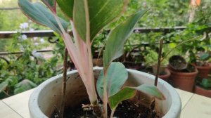 How to grow and care Aglaonema/lipstick plant