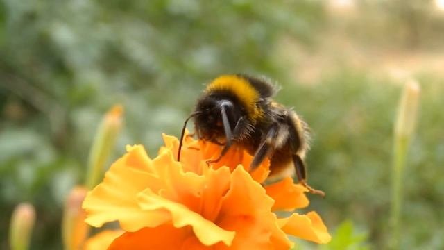 Шмель на цветке / Bumblebee On A Flower