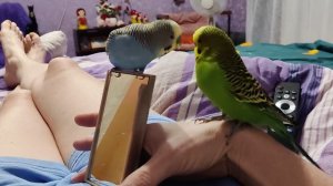 птичкины красавчики