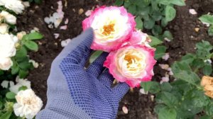 100 сортов на маленькой делянке,питомник maryroses.ru