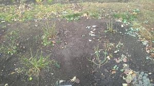 Укрытие роз. Окучивать или нет.Опилки, перегной ,хвойный опад.