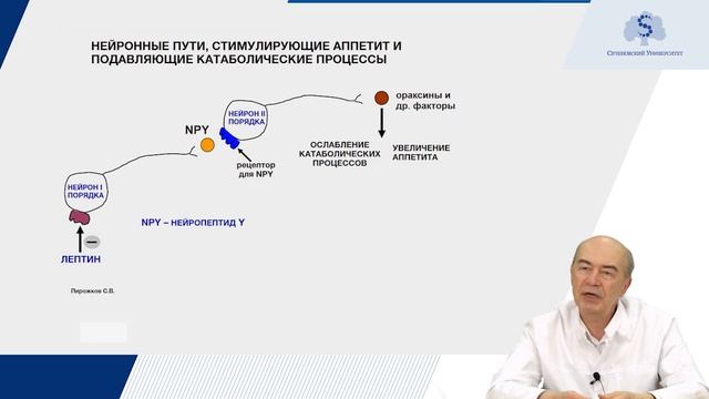 Патология липидного обмена. Атеросклероз.