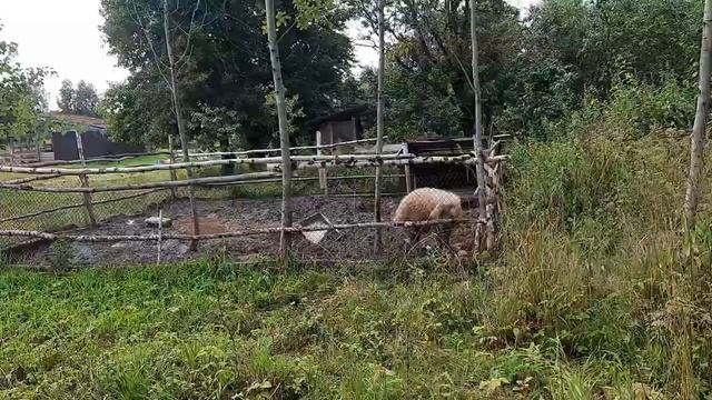 Венгерская Мангалица...Сколько же радости у этого кабана когда приезжаешь домой. смотреть онлайн