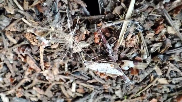 Трудолюбивый муравей смотреть онлайн