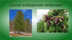 Хвойные и их шишки