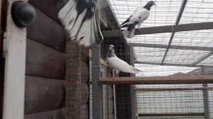 Лучшие высоколетные голуби мира. Пакистанские тэдди. Best pigeons highfliers in the world. Teddy