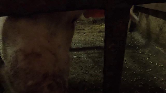 Стоило индивидуальное для свиноматок смотреть онлайн