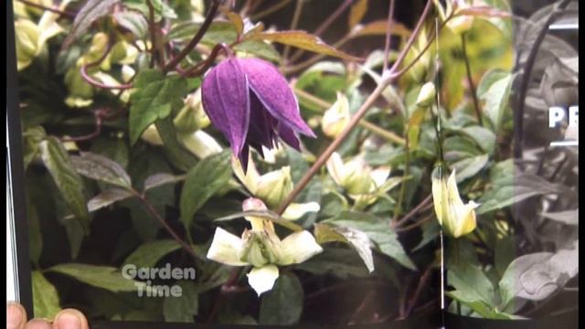 Plant Lovers Guide to Clematis