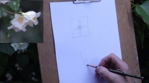 Как нарисовать жасмин с натуры простым карандашом без большого опыта в рисовании.