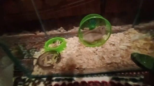 знакомства хомяка с черепахой?? смотреть онлайн