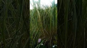 Спартина гребеньчатая осенью