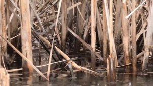 КАРАСЬ ПРОСЫПАЕТСЯ!!! Ловля КАРАСЯ на ПОПЛАВОК