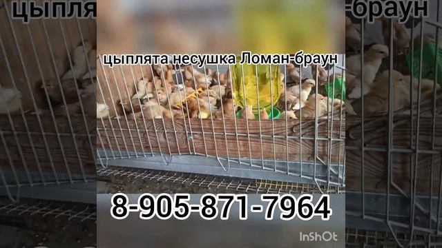 Куры-молодки и цыплята Ломан-браун
