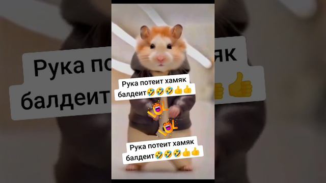 Что по хамстеру? 🐹