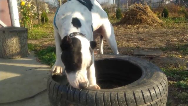 Американский Питбультерьер Щенок 5 месяцев.Злой Питбуль. Pitbull