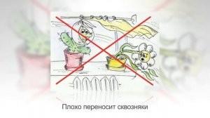 Как вырастить ХУРМУ из КОСТОЧКИ | Уход в домашних условиях
