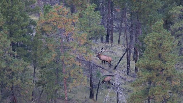 Huge Bull Elk Ambushed From A Cave In Montana S06/E08 смотреть онлайн