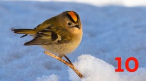 Викторина "Мир вокруг нас" "ЗИМНИЕ ПТИЧКИ"