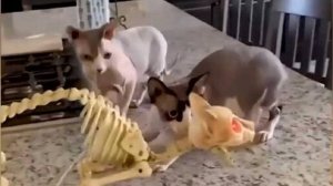 ЧТО ТО ВАСЬКА СО СТРИЖКОЙ ПЕРЕСТАРАЛСЯ. Очень смешные видео с котами и собаками. Смешные котята, № 8