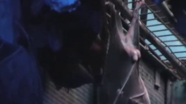 Египетские летучие собаки, или нильские крыланы смотреть онлайн