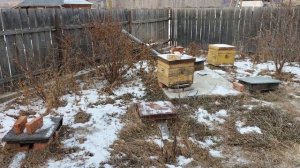 Пчеловодство для начинающих - Зимовье пчёл в омшанике.