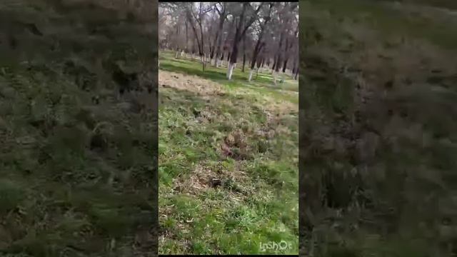 Наш Любимый Лабрадор #рекомендации #популярное #лабрадор #собака