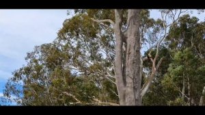 Day 3 of 30 ~ Aussie solo canoe camping ~ section-paddling the Murray River