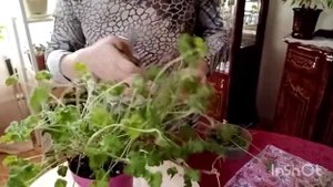 Пеларгония душистая - черенкование.