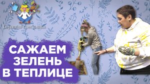 Сажаем салат в теплице