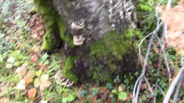 СРОЧНОЕ ВКЛЮЧЕНИЕ! ЭКСТРЕННЫЙ ВЫПУСК! Самые маленькие грибы. Первые опята. Грибы. Опята. Опята 2020 смотреть онлайн