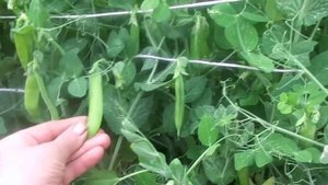 Выращивание и Очень Быстрая Подвязка Гороха на  своем приусадебном участке.