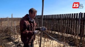 Уход за малиной весной