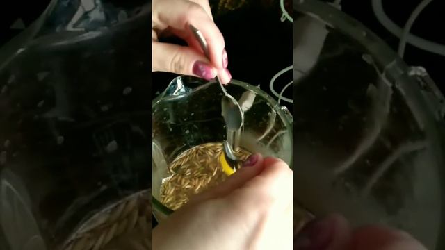 Овсяное молочко ! # овсяноемолочко#овес#ютуб#вкусноиполезно#здоровье#чисткапечени#чисткапочек смотреть онлайн