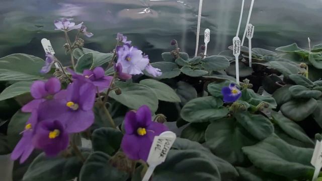 Цветущие фиалки на стеллаже. Обзор фиалок с названием сорта. Фиалки сортовые. смотреть онлайн