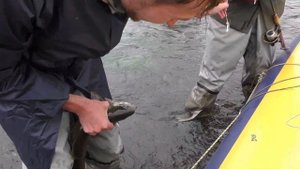 Рыбалка на реке Опала Камчатка