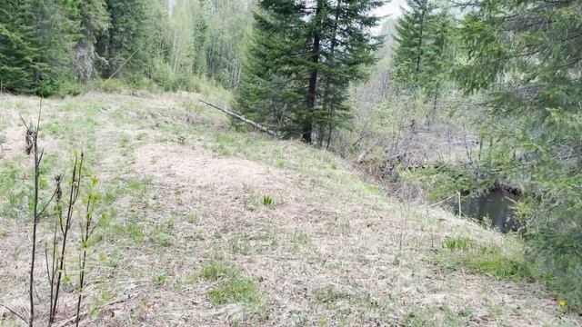 Рыбалка в Сибирской тайге. Попытки найти трофейный хариус. смотреть онлайн