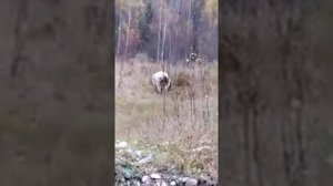 СХВАТКА МЕДВЕДЯ ПРОТИВ БЫКА|ЖЕСТЬ!