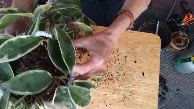 Repotting 2 Hoyas смотреть онлайн