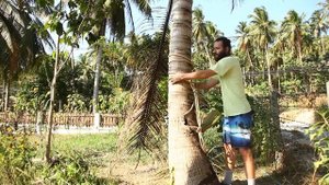 Как залезать на пальму за кокосами с помощью веревки