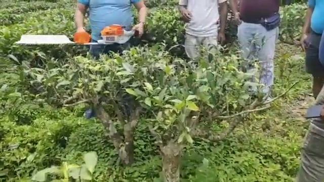 STIHL HS52 Soft Pruning Machine смотреть онлайн