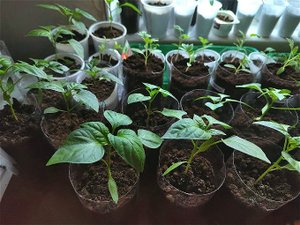 3 причины почему скручиваются листья у рассады перца