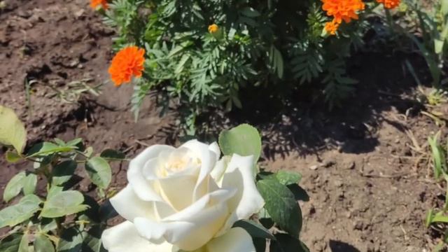Зарисовки цветов родник Графовка